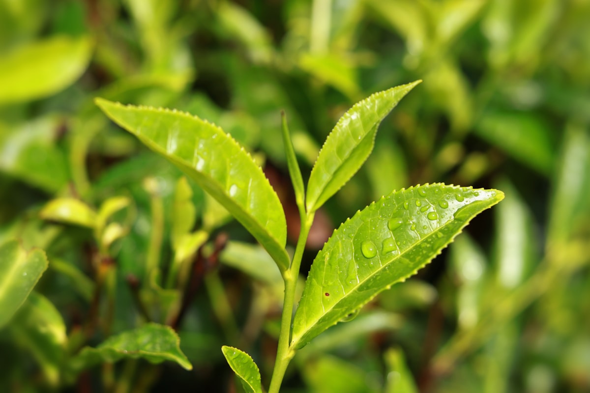 Plantas medicinales naturales para desintoxicar