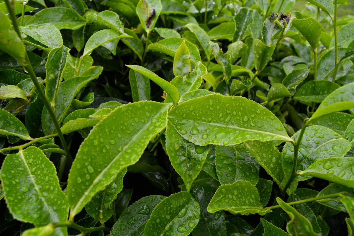 Microalga chlorella en polvo
